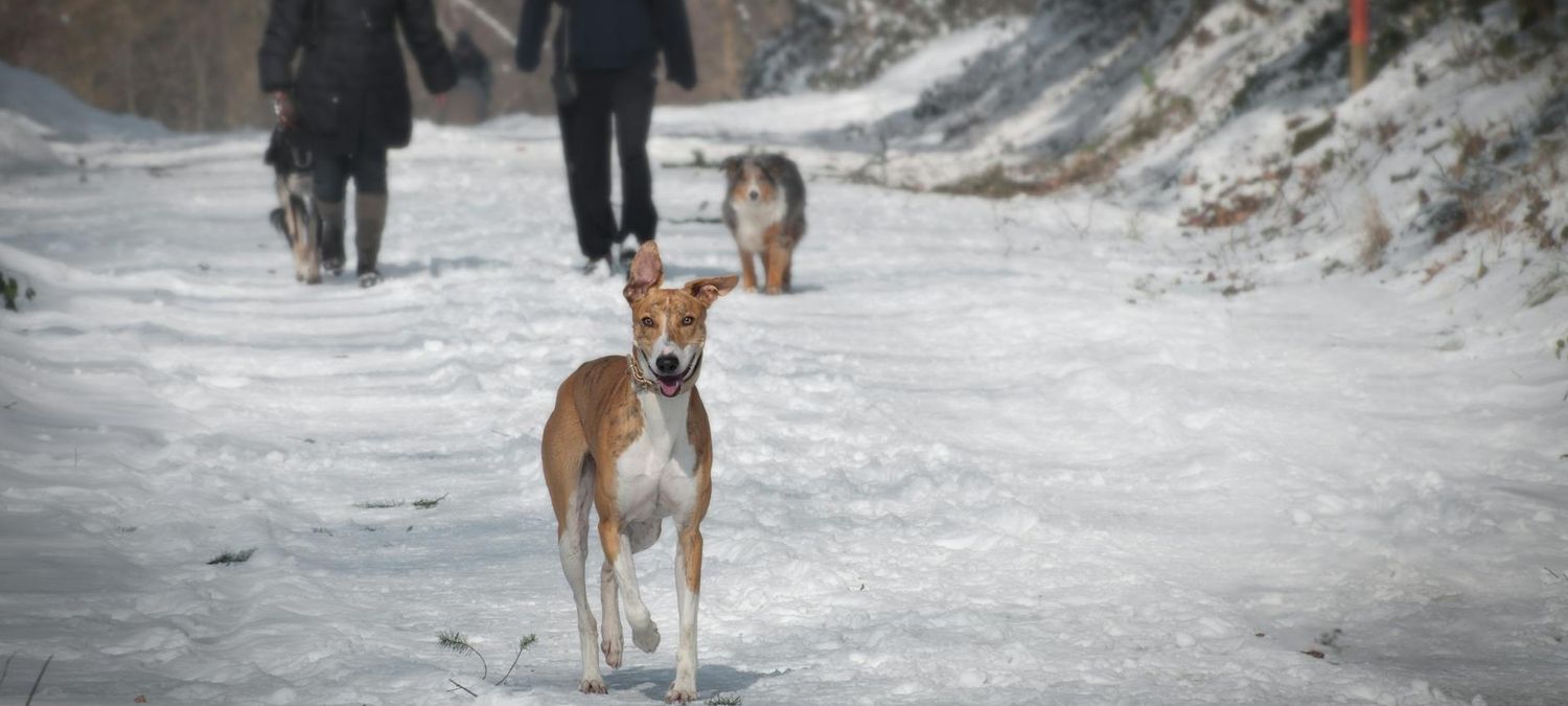 Balade en compagnie 🐕‍🦺🦮🐩