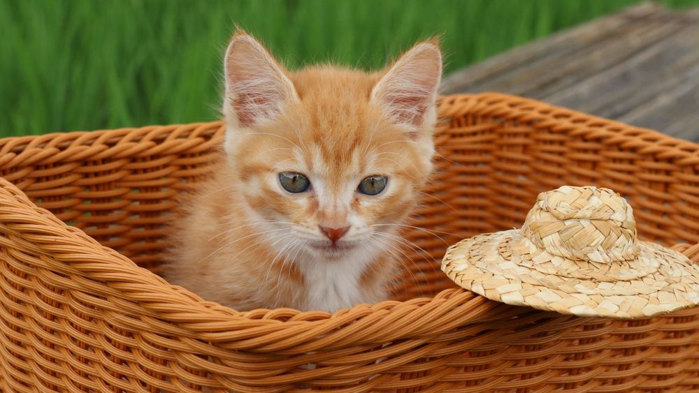 Tea time au Gentle Cat
