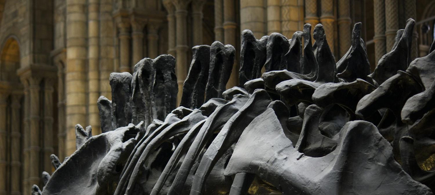 Visite (guidée) du Muséum