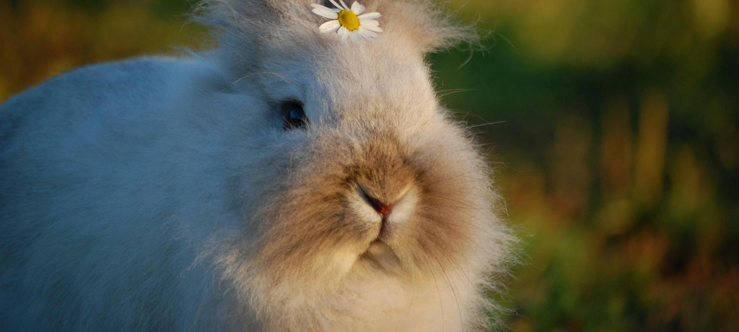 Lapinade de juin 🐰🥕