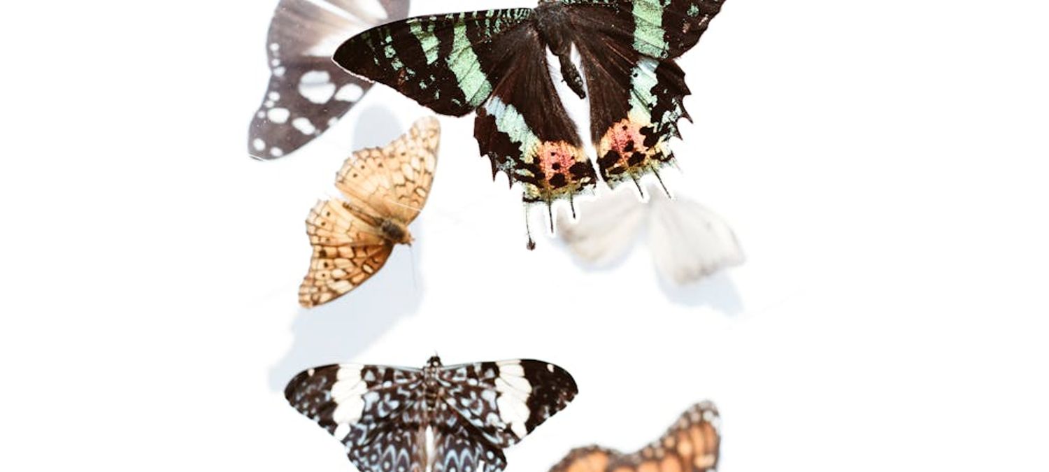 Serres aux papillons à Queue les Yvelines