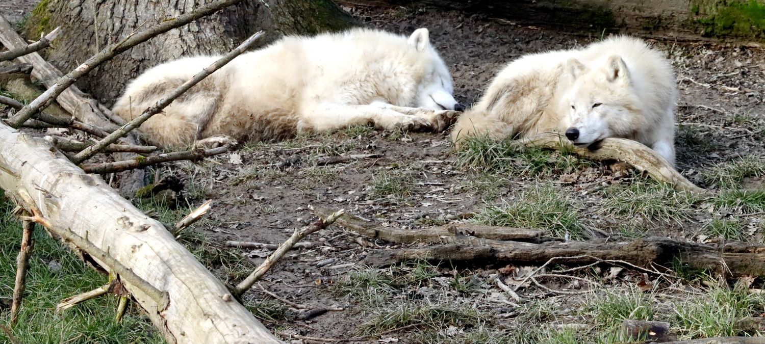 Loups gayrous et vampires