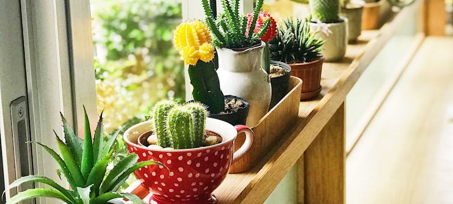 Atelier jardinage : Plantes d'intérieur