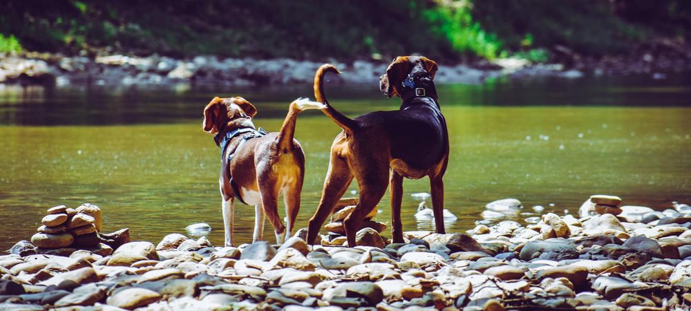 Promenade avec nos 🐶