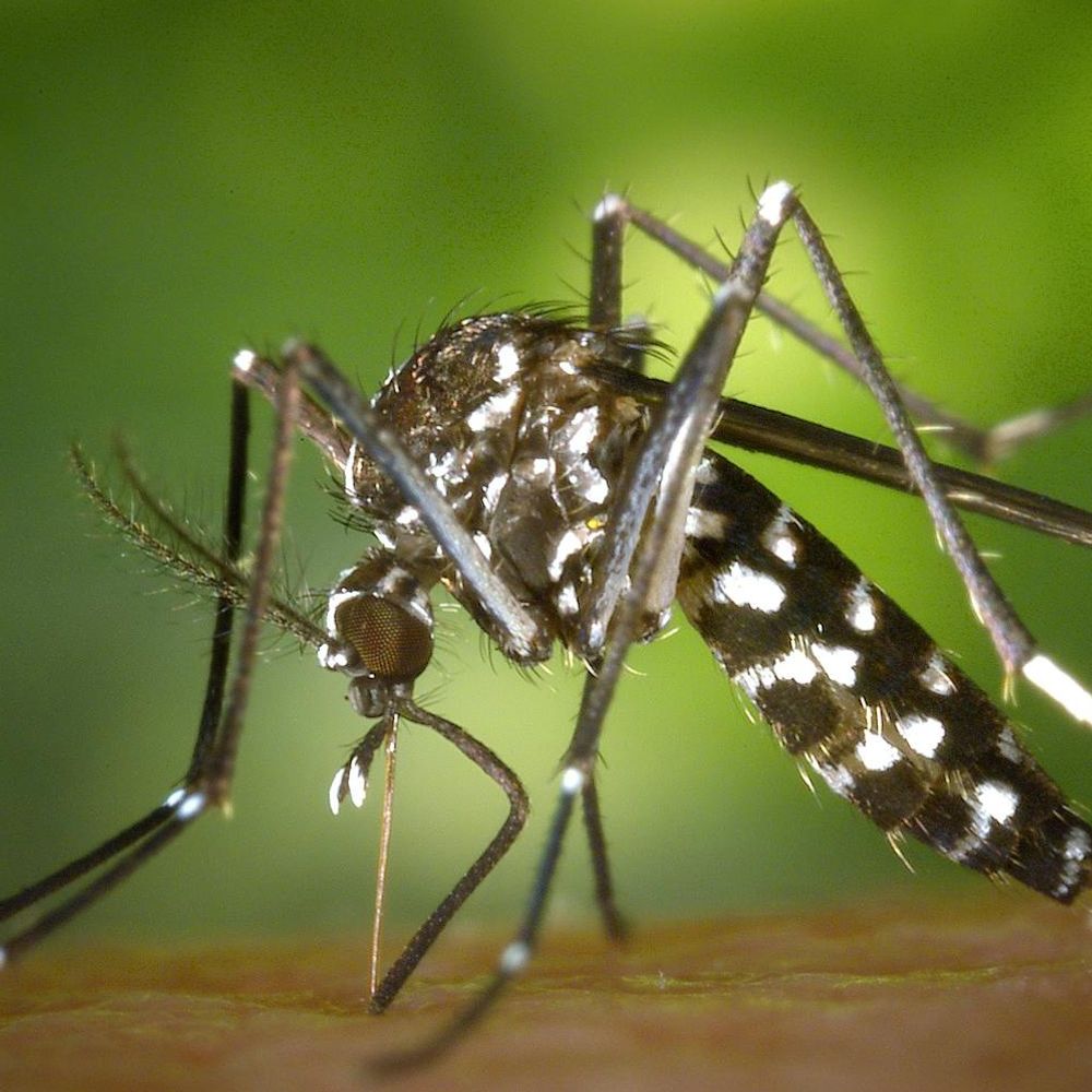 Bannière du groupe Chikoungouina