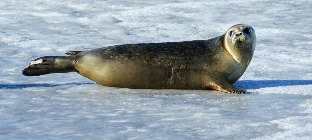 Soirée jeux - Les phoques sulfureux 🦭🎲