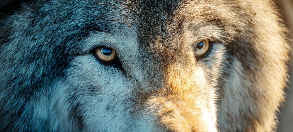 Loups gayrous et vampires