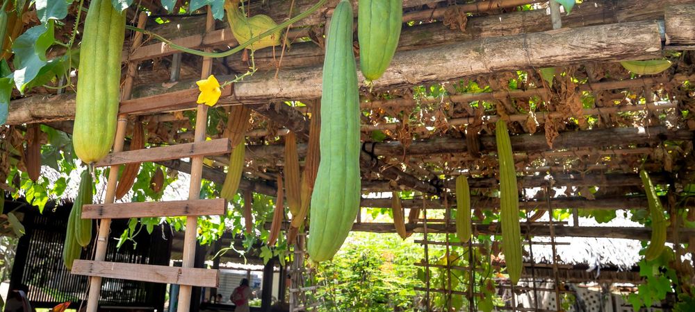 🪚Atelier Pergola Bambou ficelé 1/2 (miniature)