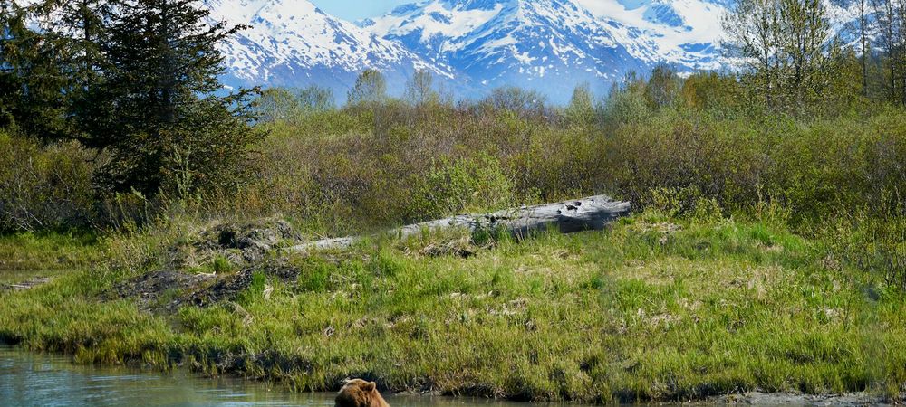 Un Ours Dans Le Jura VFSTF