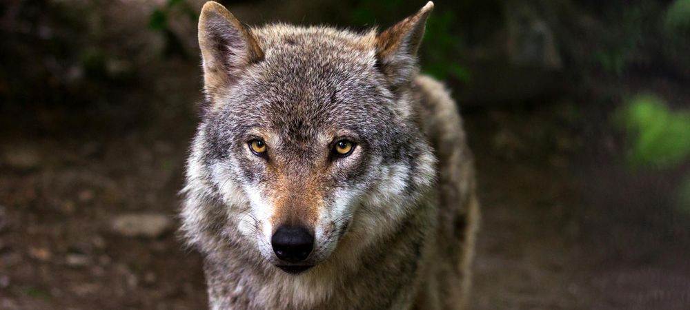 Loup garou