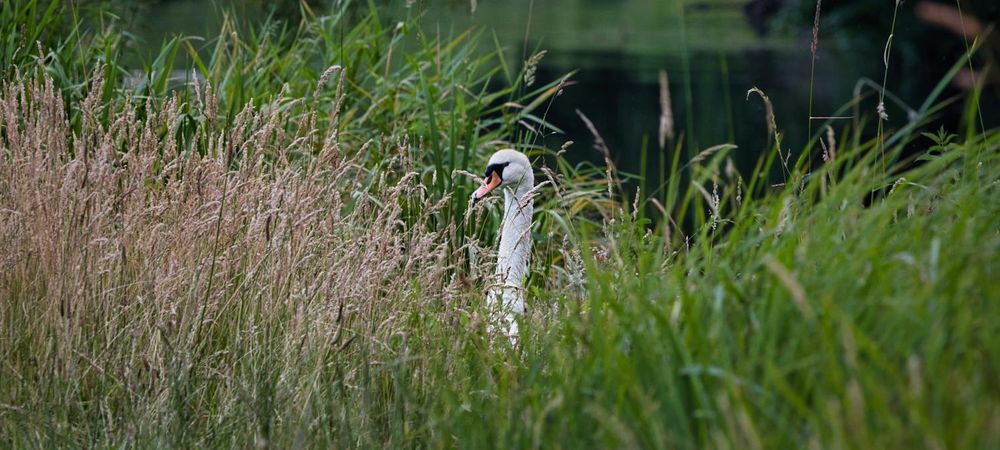 Visite du sentier oublié
