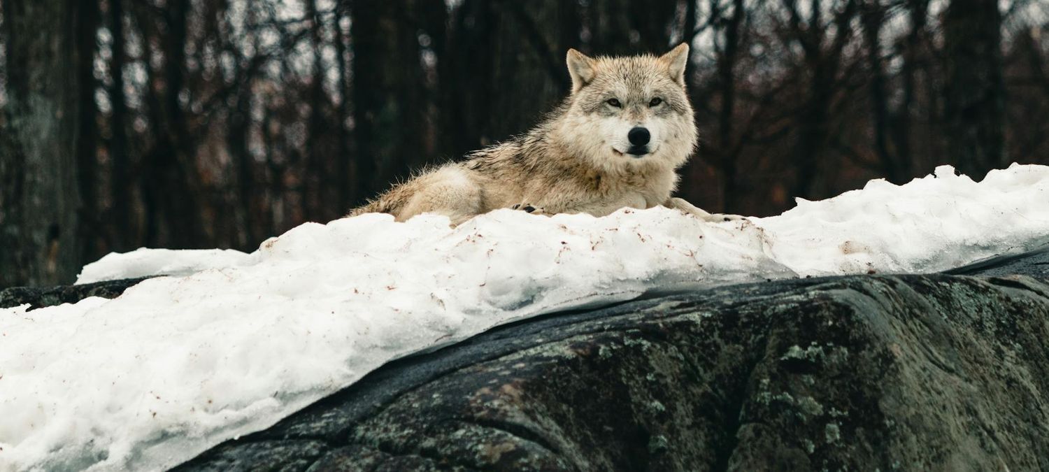 Loups gayrous et vampires