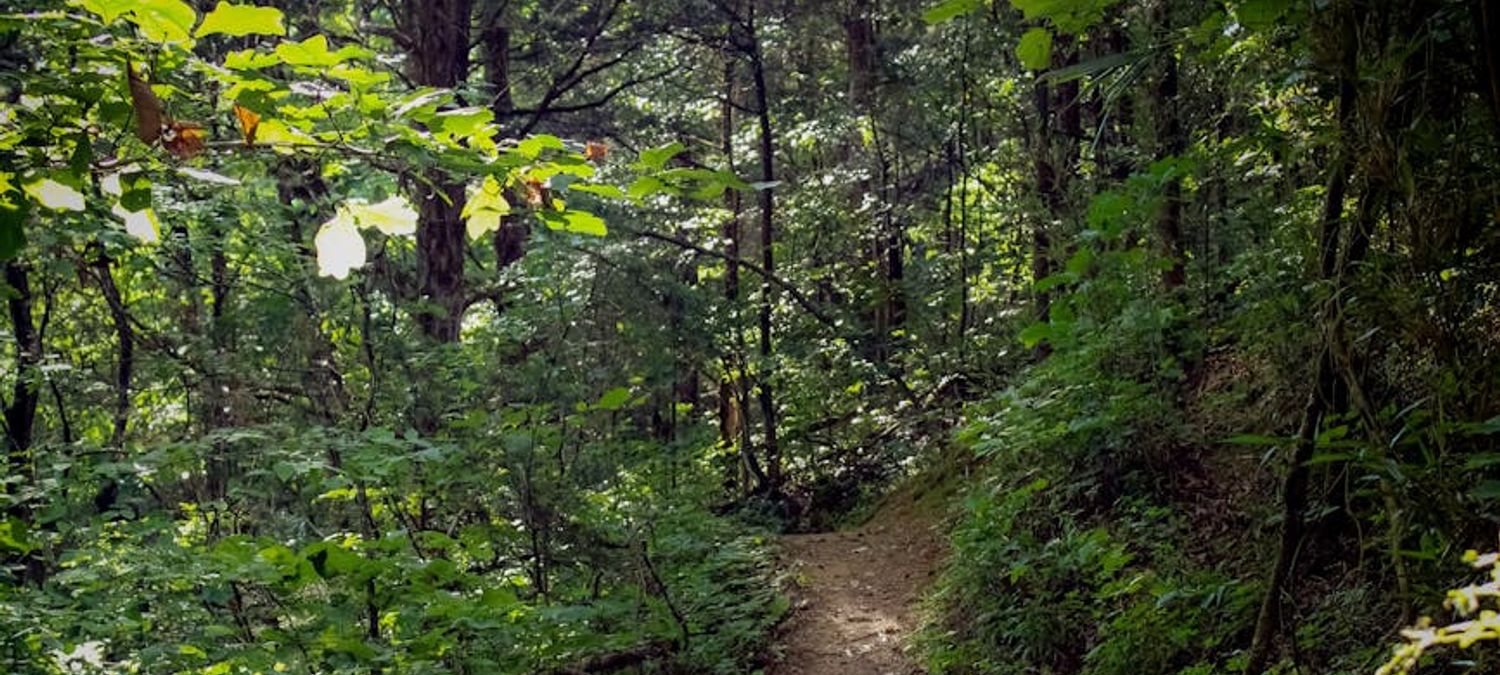 Sortie trail en forêt de Mervent