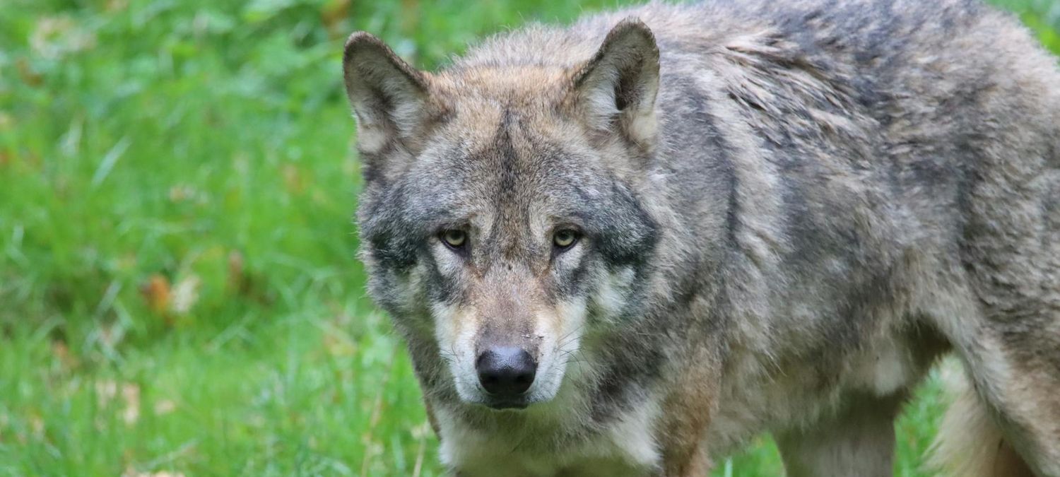 Hunger Games Wolf #3