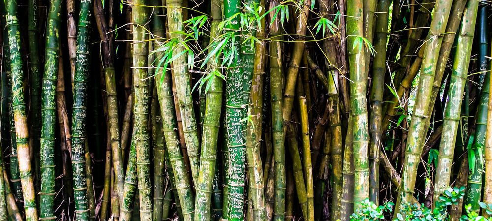 🪚Atelier Pergola Bambou ficelé 2/2 (grandeur nature)