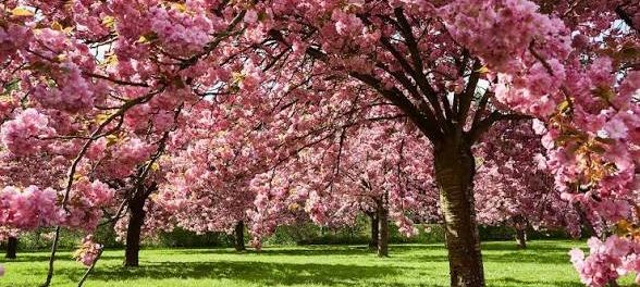 Pique-nique Hanami 🌸