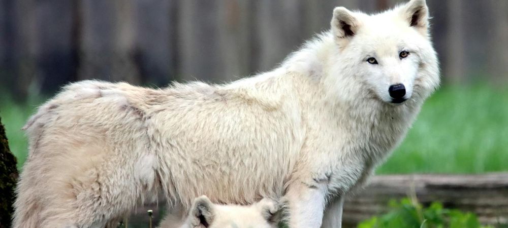 Loups gayroues