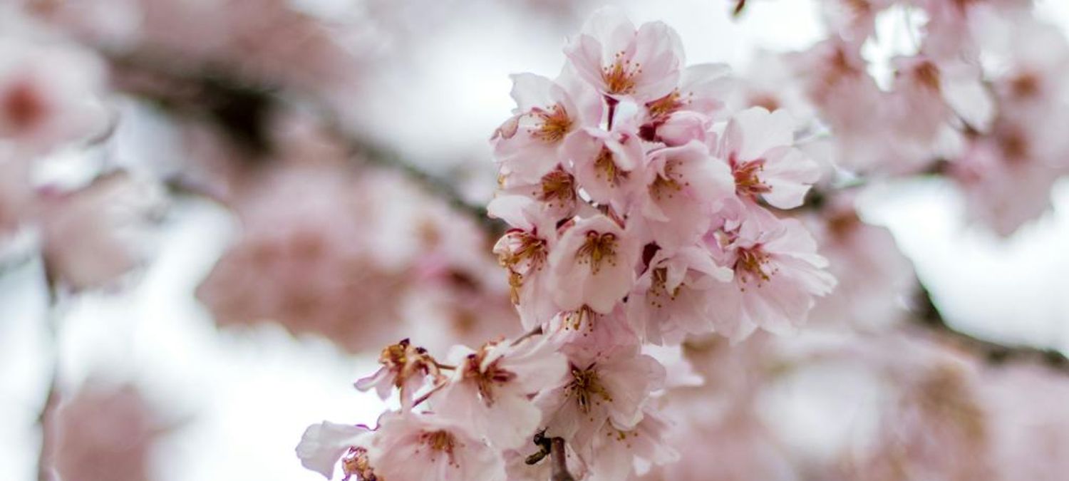 Sortie pour la fête des Cerisiers en Fleurs (Hanami) : Pique-nique & Multi-Jeux 🌸🎲✨