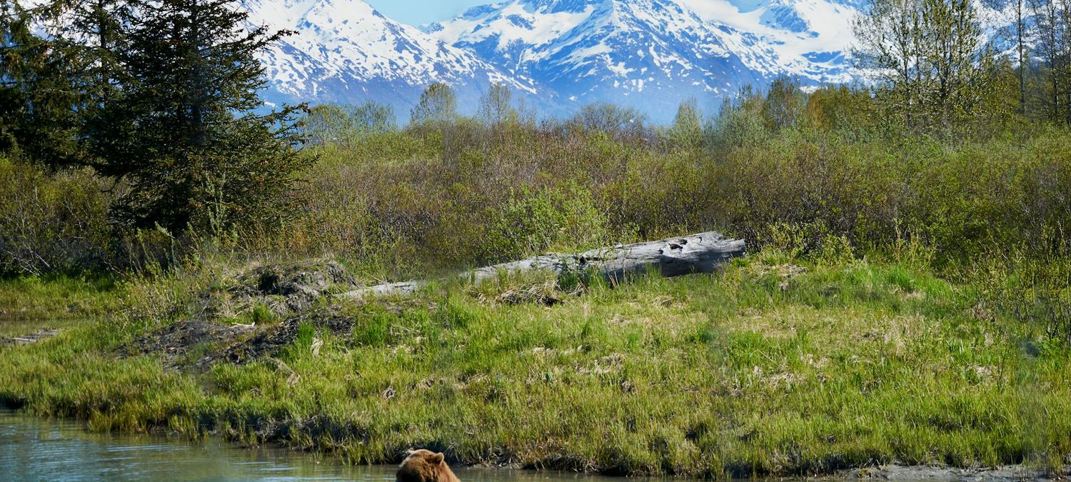 Un Ours Dans Le Jura VFSTF