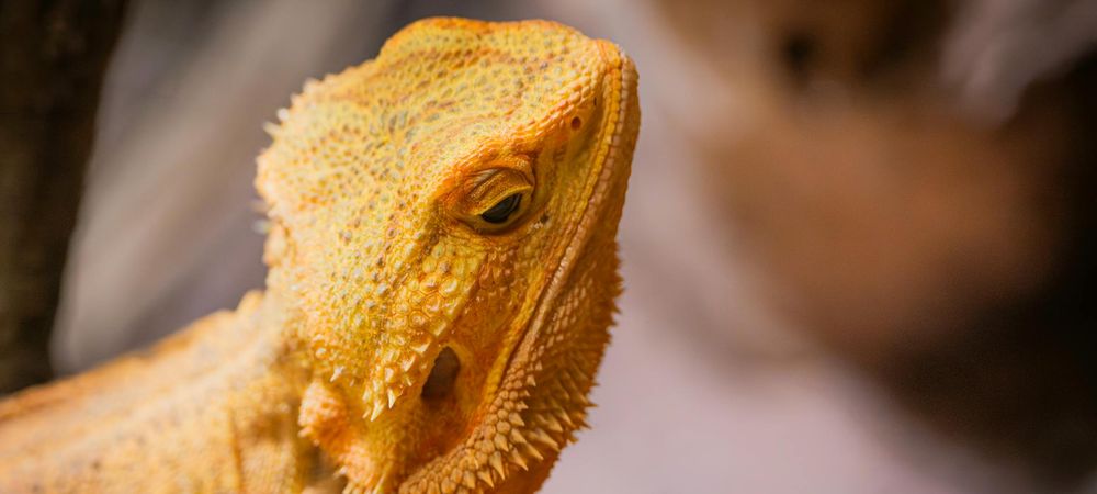 Après-midi Jeux de rôles à La Blague!