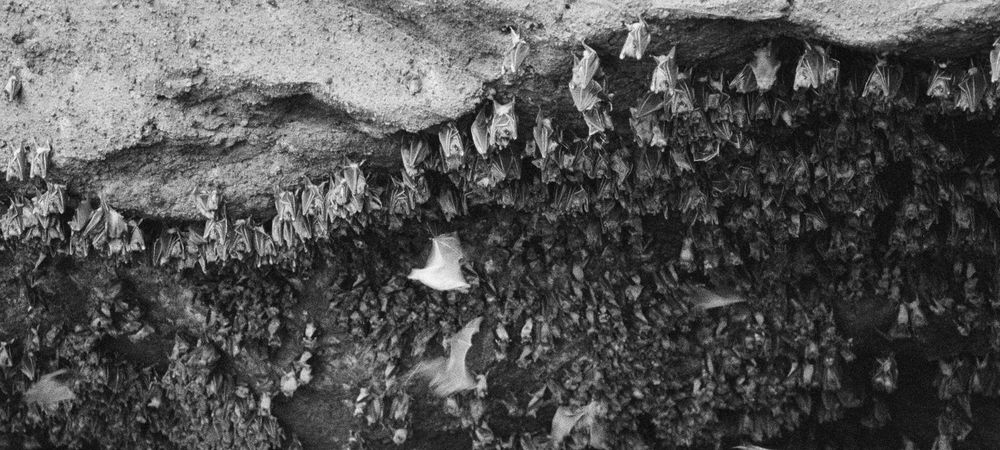 🦇 Nocturne biodiversité