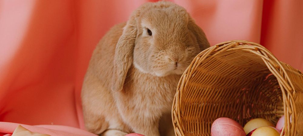 Lapin-Garou de Pâques