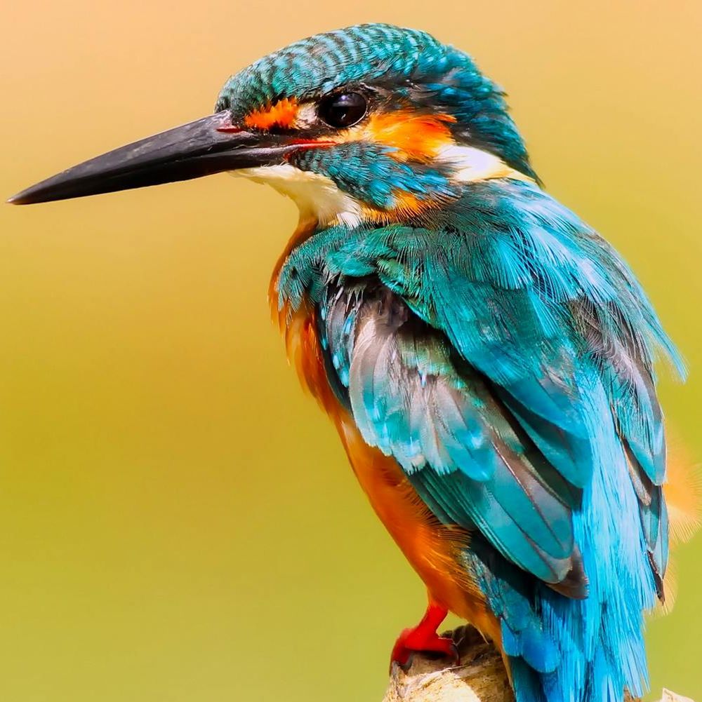 Bannière du groupe Val de marne