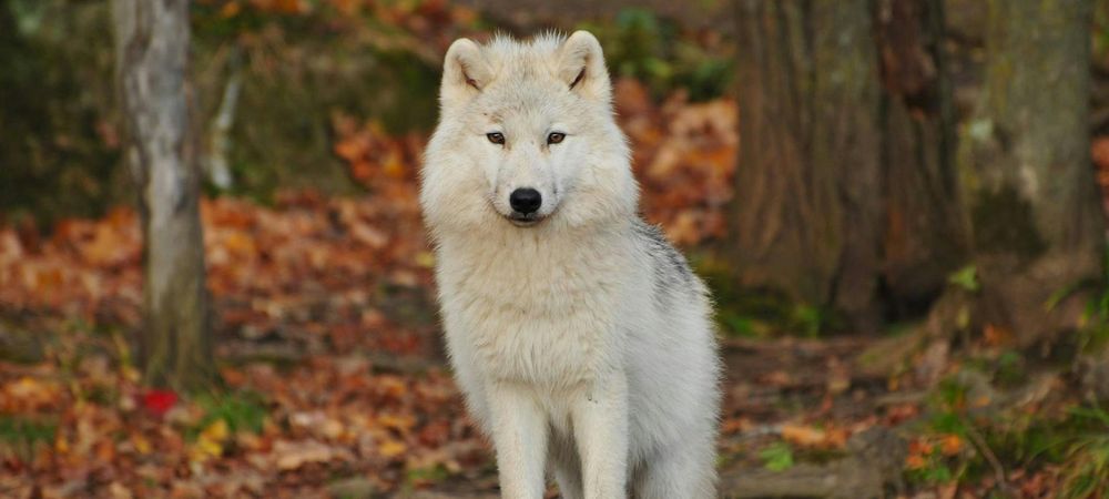 Loup-Garou Débutant