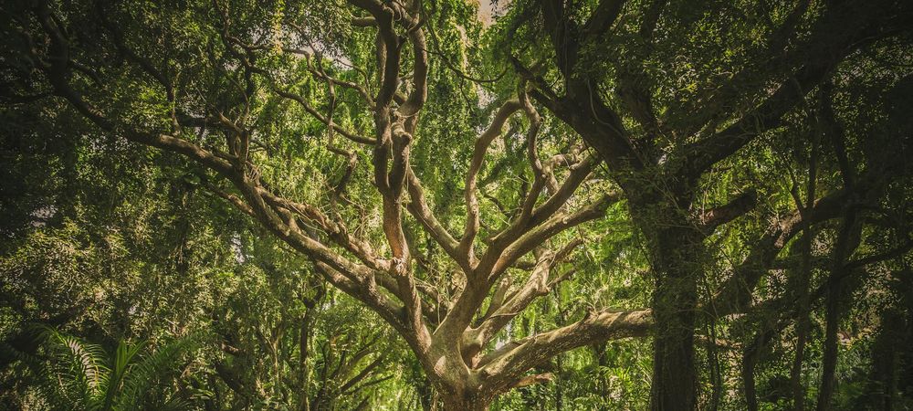 Après-midi balade en forêt avec potentiellement ramassage châtaignes et champignons