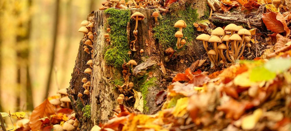 Champignons /forêt