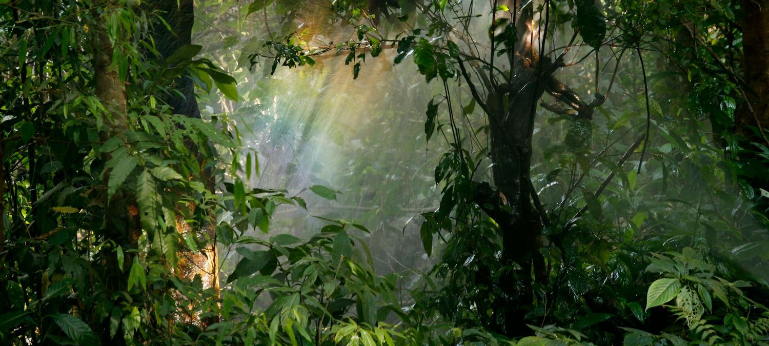 Sortie découverte des plantes sauvages comestibles