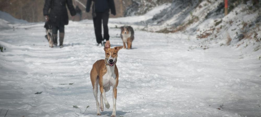 Balade en compagnie 🐕‍🦺🦮🐩