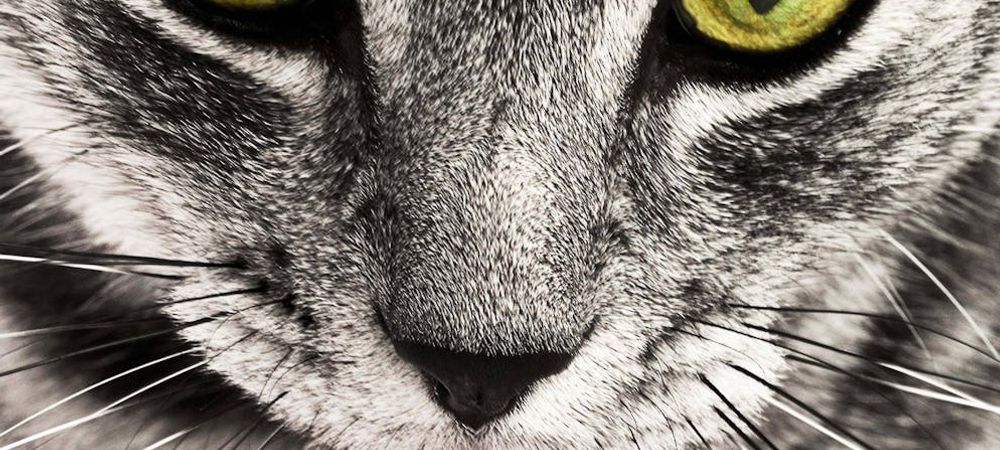 Goûter au bar à chat