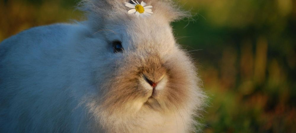 Lapinade de juin 🐰🥕