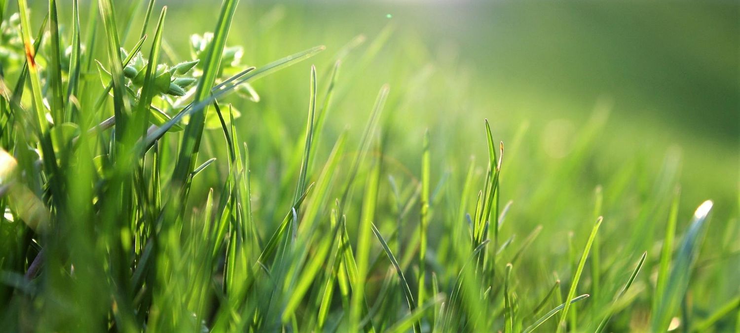 Pique-nique neuroatypique au jardin public