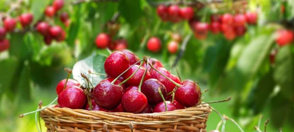 🍒Cueillette Express de Cerises 🍒