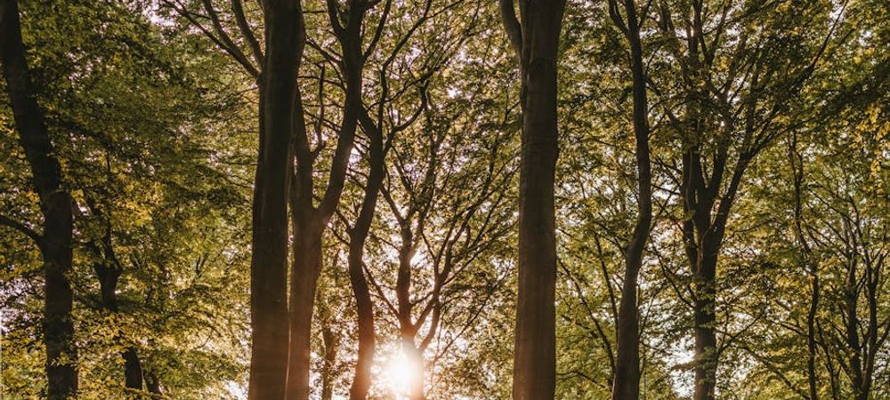 Balade en forêt - bois de Saint Cucufa 😀