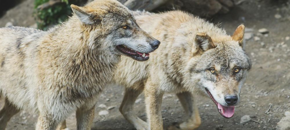 Loup garou