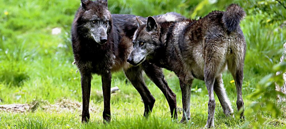 Loups gayrous et vampires