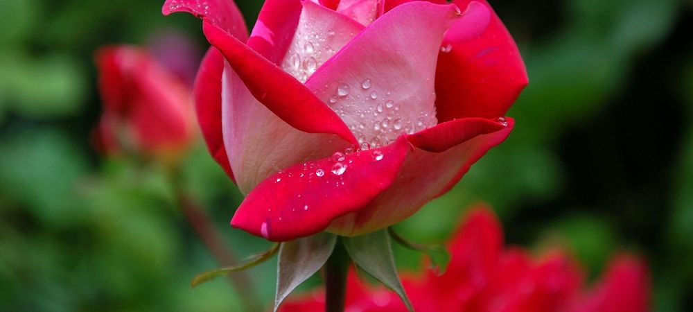 Le 1er rosa 100% fille de 2026