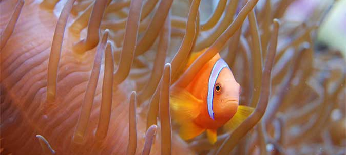 Visite aquarium tropical de Paris