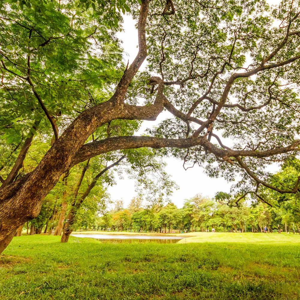 Bannière du groupe Molkky, jeux de sociétés