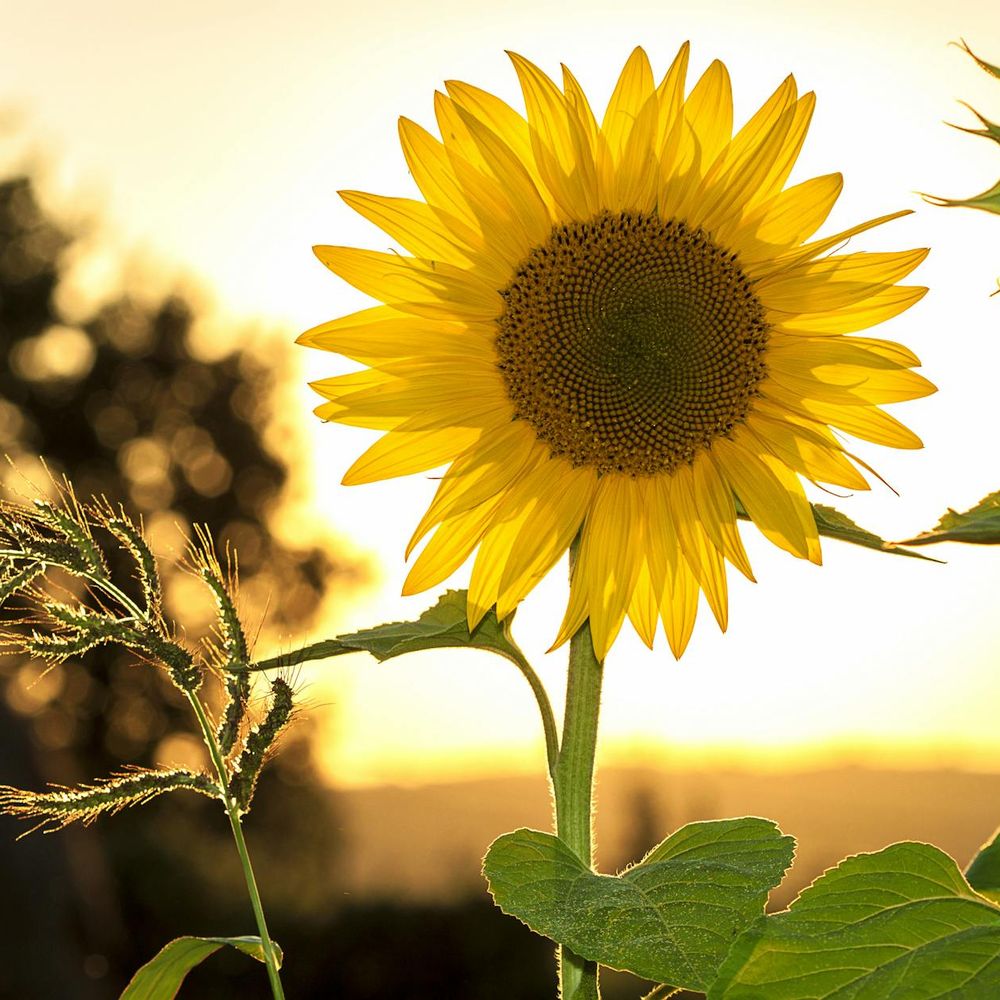 Bannière du groupe Les Good Vibes