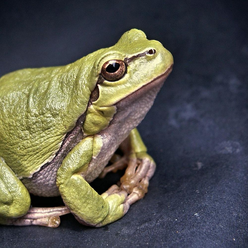Bannière du groupe Humour / mignon / insolite