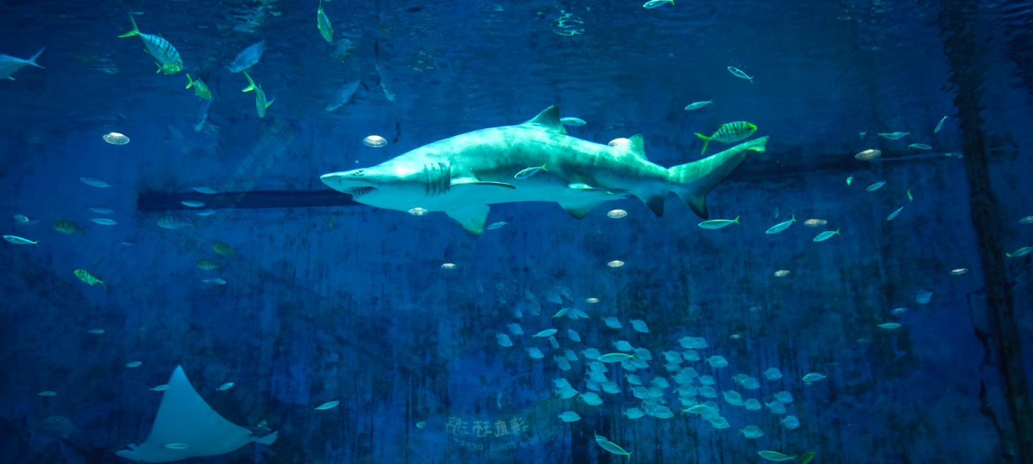 Requin Chagrin