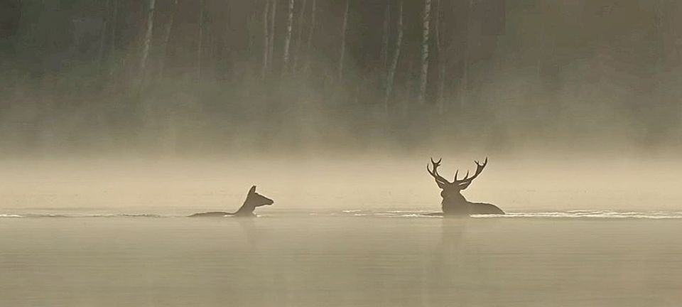 Cinéma Le Chant des Forêts