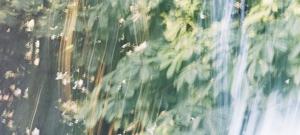 Lancement de la bouturotheque