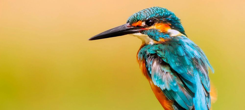 Balade ornithologique