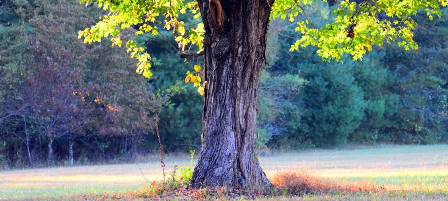 Balade et découverte des arbres à l'arboretum de Chevreloup