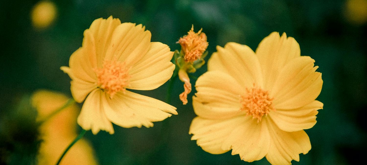 Jerico show édition cosmos geekos